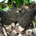 4 Pack! Black Morel Mushroom - Garden Grow Kit!
