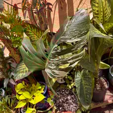 monstera albo
