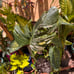 monstera albo