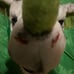 dino mask fursuit (send offers)