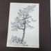 Tsuyoshi Matsumoto 1974 Signed 81 Pencil Drawing Song Of Faith Torrey Pine Tree