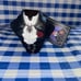 BBW Halloween projector Headless Horseman Fragrance Plug 2023!