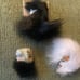 3 Vintage Fur Womens’ Face Brooches