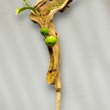 Living Art. Mounted Dischidia, Kalanchoe, Staghorn Fern and Air Plant on Wood