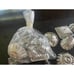 Vtg Approx. 40 Piece Animal Chocolate Molds Made In Western Germany Mini Molds