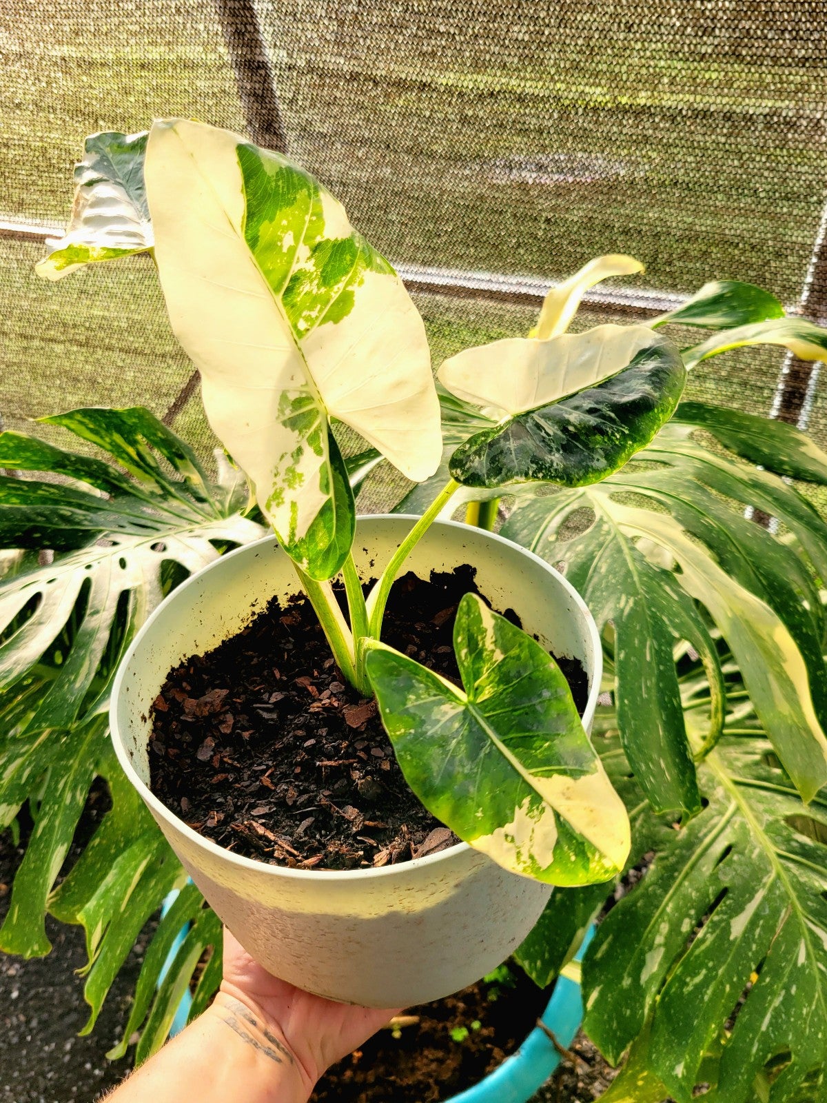 Variegated Alocasia Odora