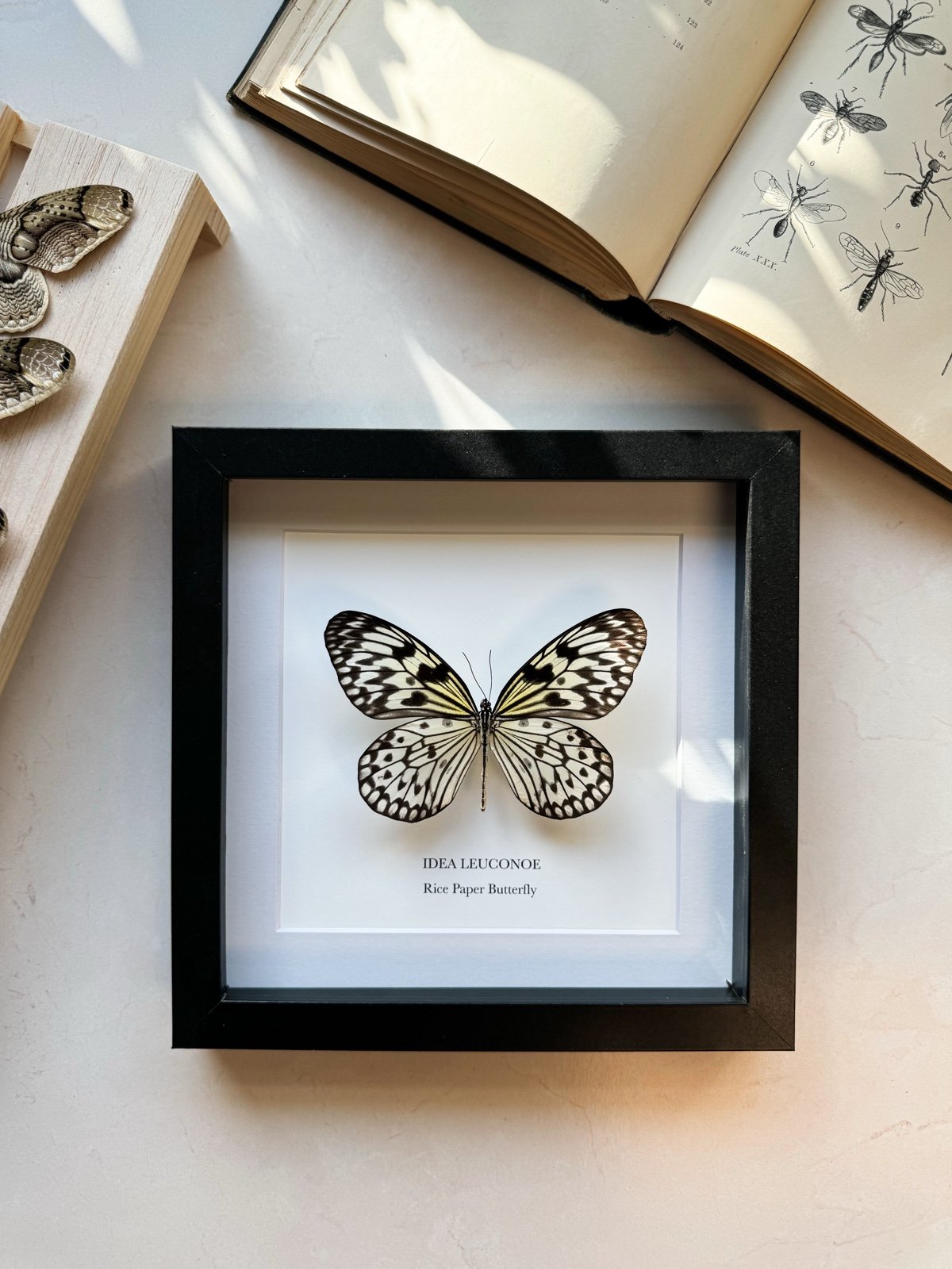 Idea Leuconoe- Rice Paper Butterfly