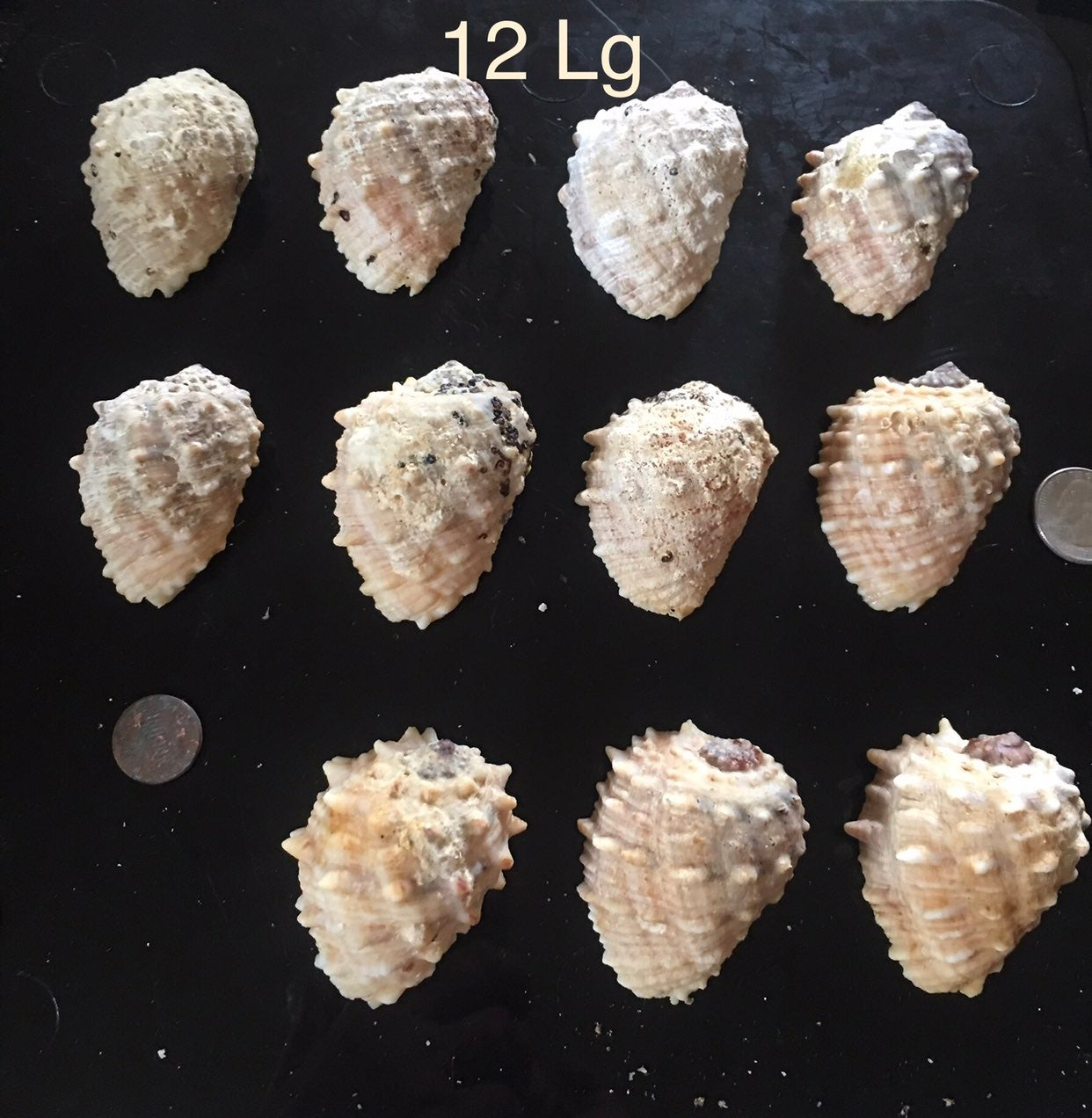 White Drupe Seashells Sm/Lg 50