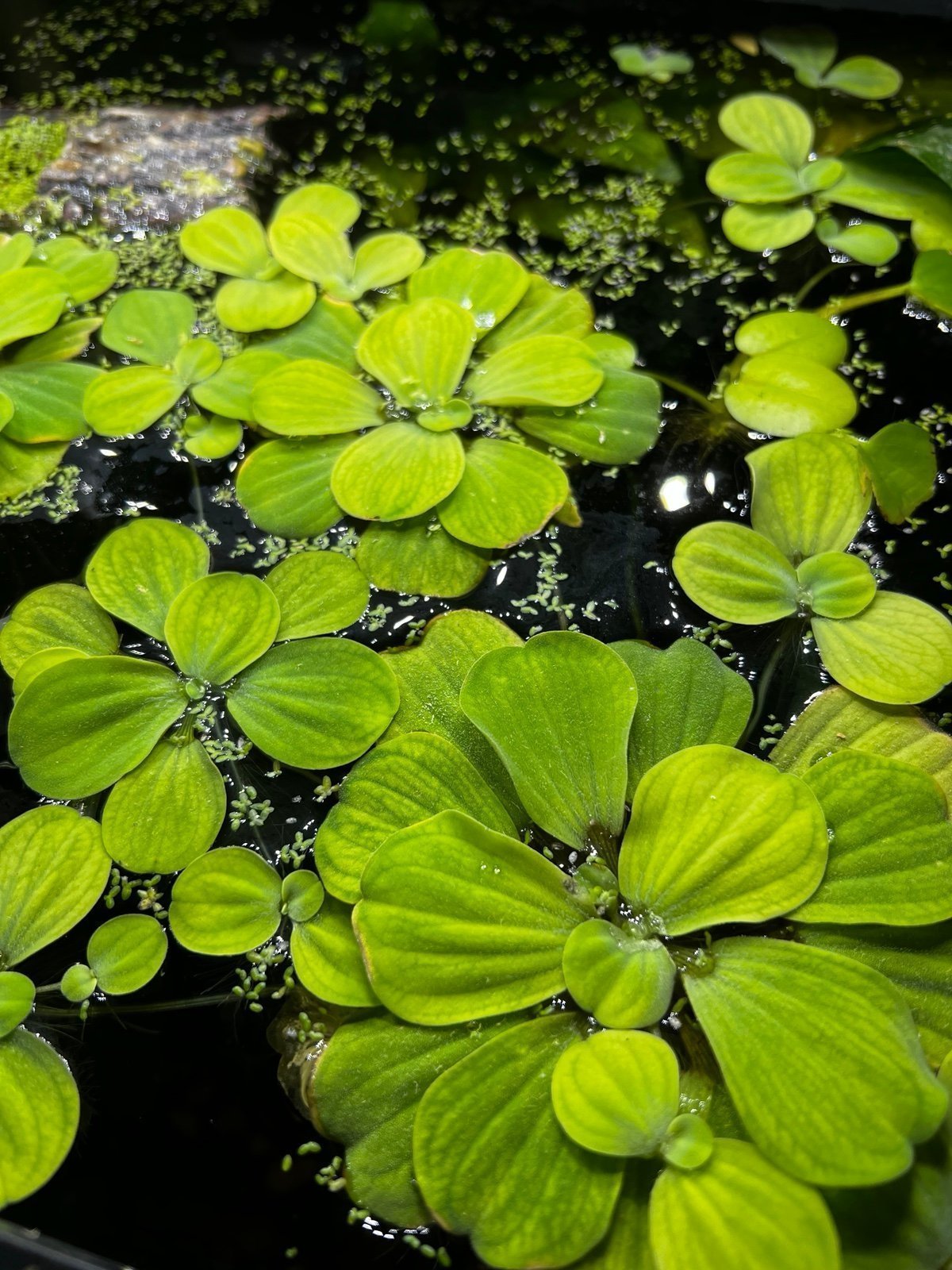 Dwarf water lettuce floating plants (EXTRA LARGE BUNDLE PACK 65ct)