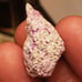 Crystallized Sugilite Sooooooo Rare!!