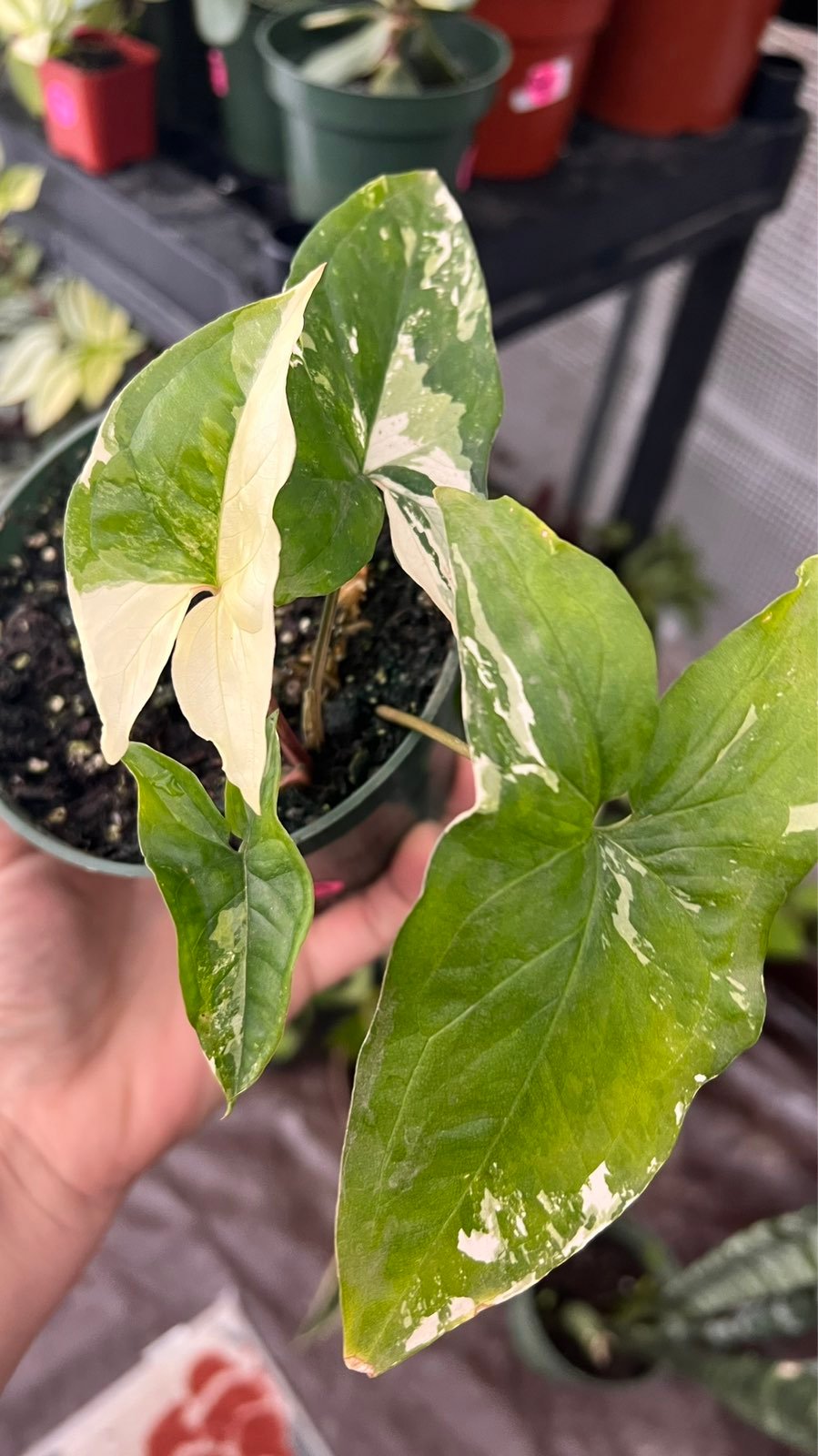 Syngonium albo cutting