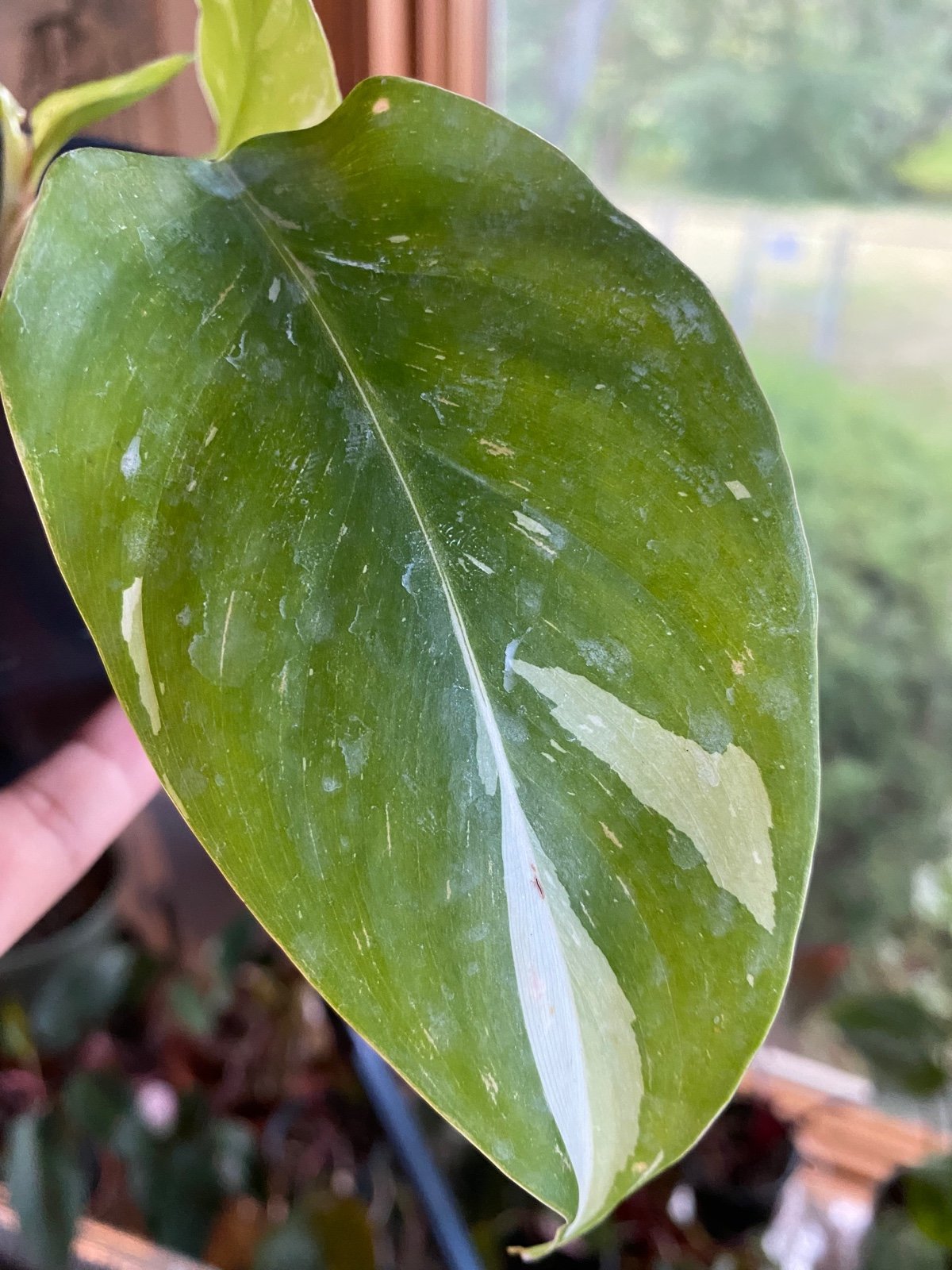 philodendron white princess