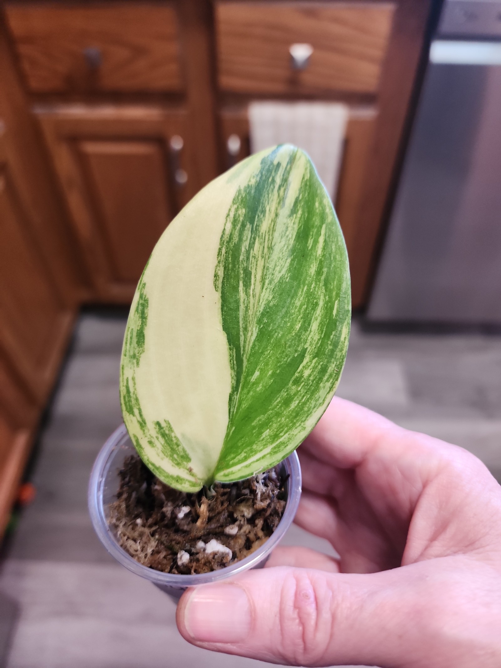 #0444 Scindapsus Rubicon Variegated