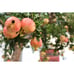Very Large 'Sweet' Pomegranate Fruit Tree - Fruits Earlier Than Wonderful