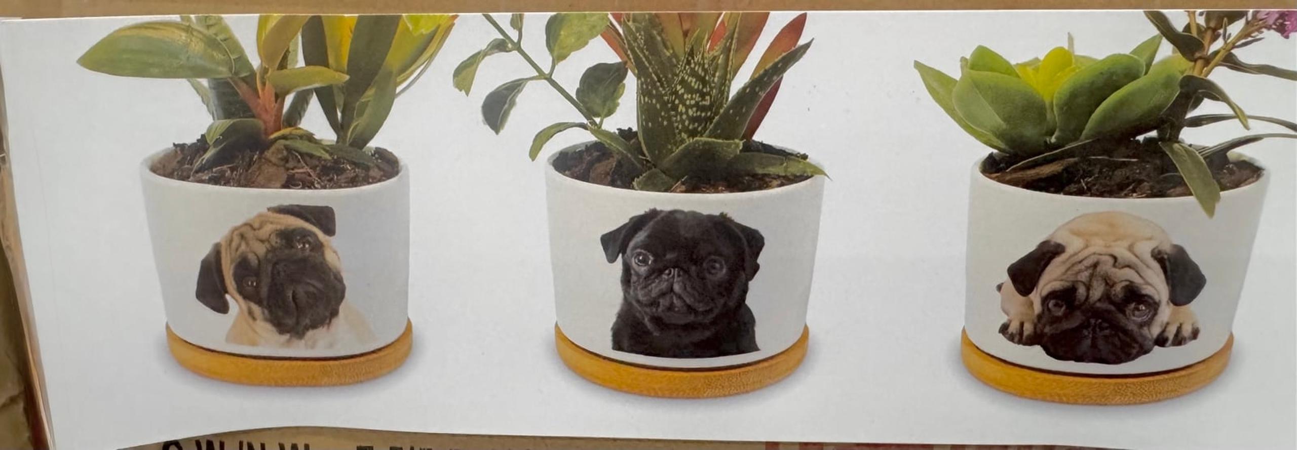 Pug 3 planter set
