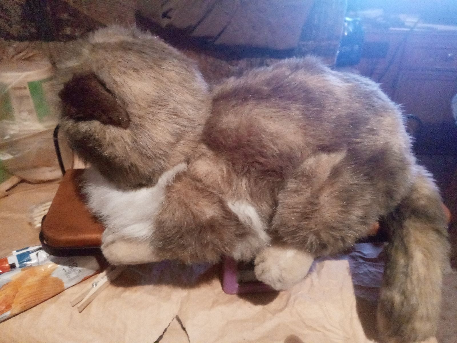 Sleeping Cat