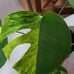 Monstrea aurea