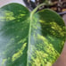 Monstrea aurea