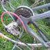 Rare color gray/ pink Cannondale vintage road bike 58 cm