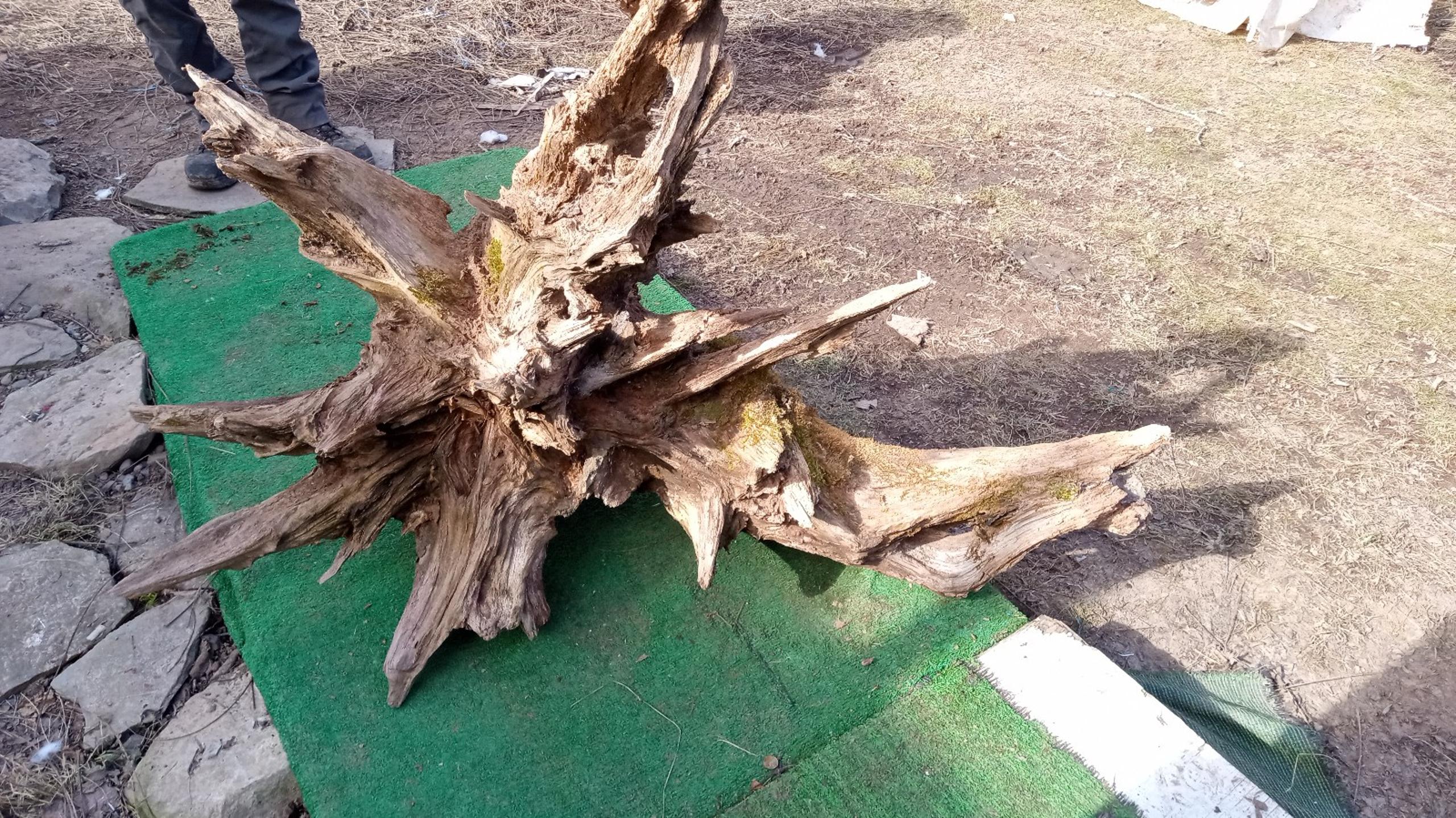 Old root system for Artists desire