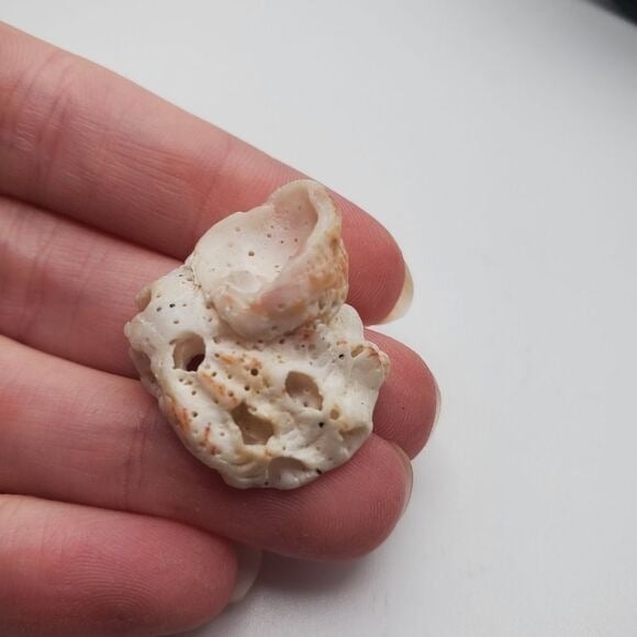 Seashell natural nautical necklace pendant‎