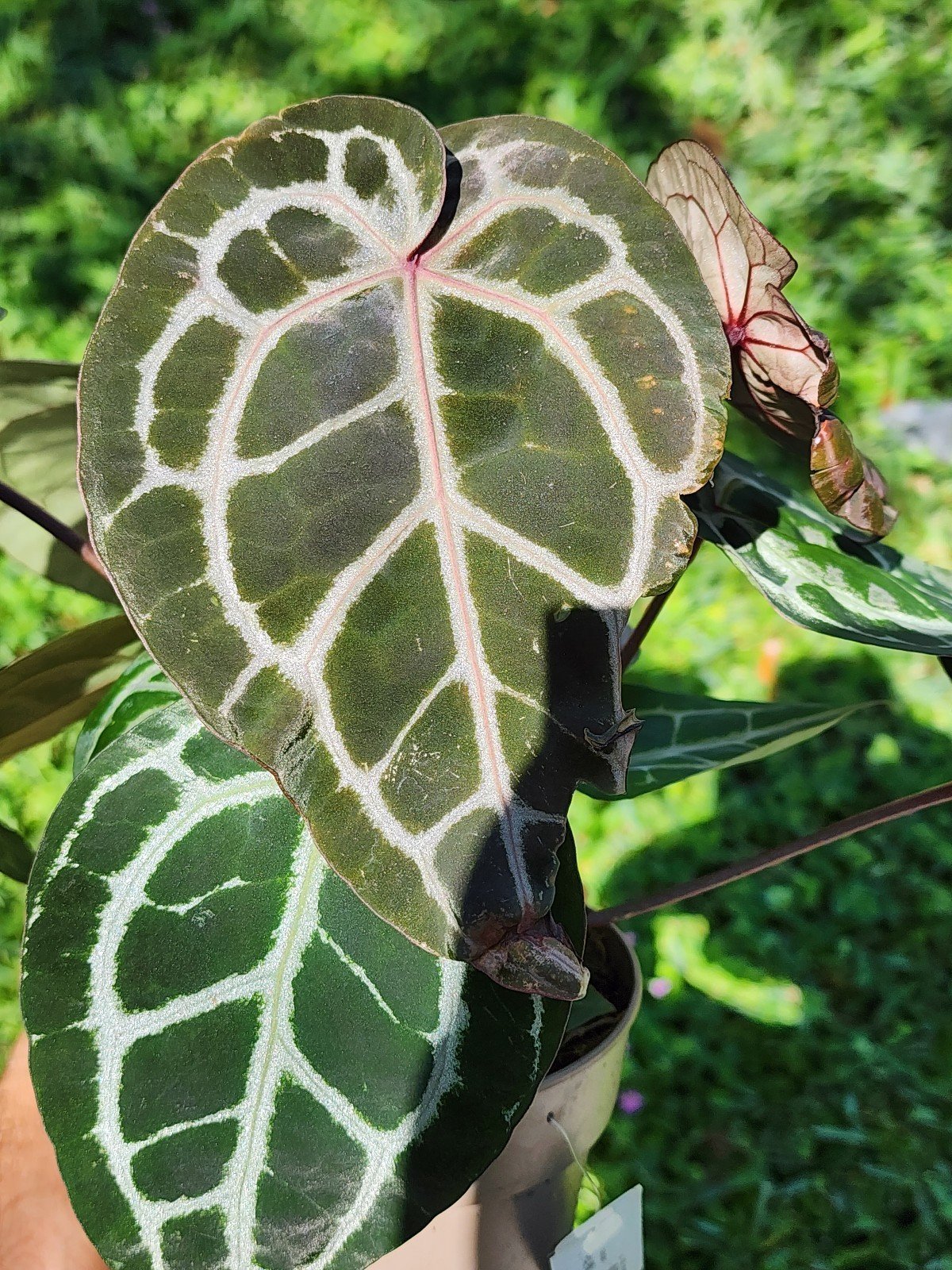 Anthurium Doc Block Michelle