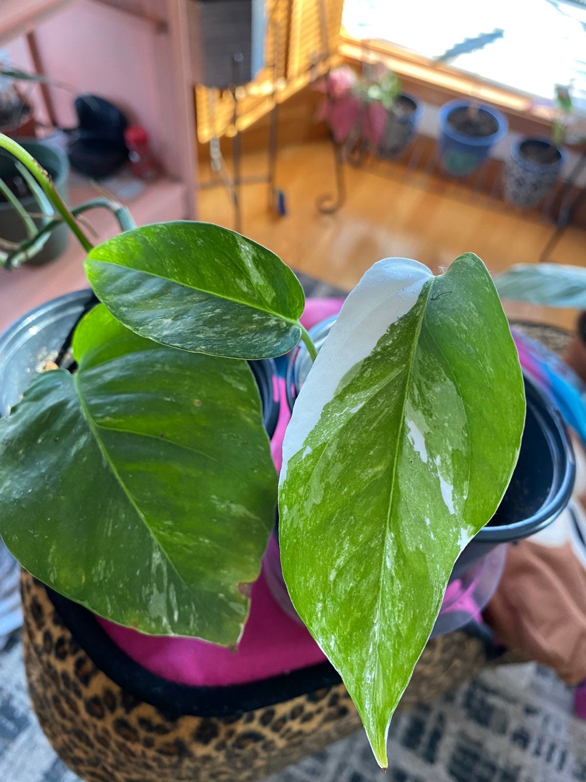 2 plants Epipremnum pinnatum 'Variegata'
