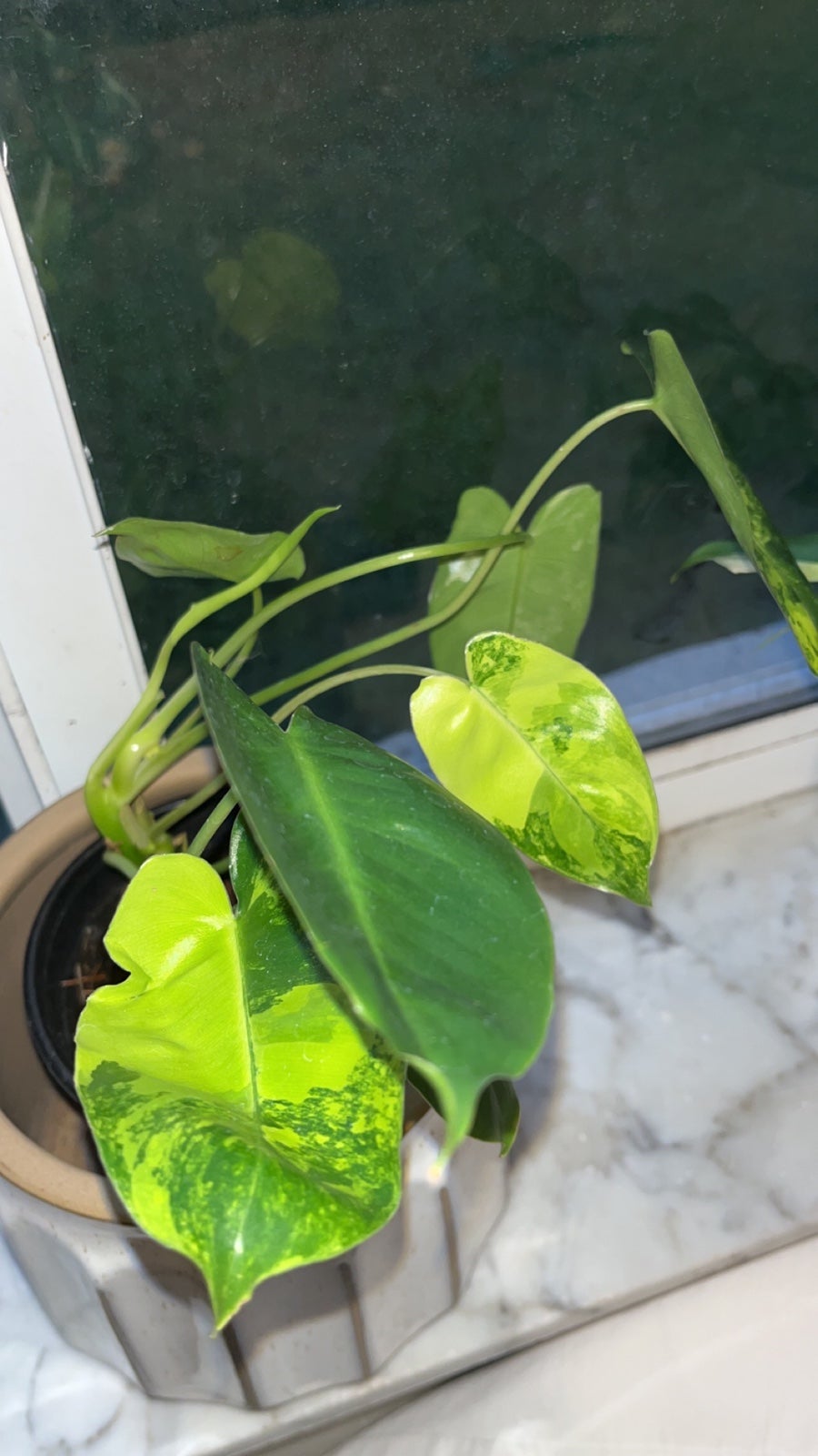 philodendron burle marx variegated