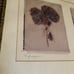 Hydrangeas Giclee Art Print Artist Signed Amy Melious