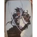 Trigun Vash The Stampede Yasuhiro Nightow 25th Anniversary Exhibition Poster