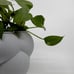 3DPPA Bubble Cloud Planter Decor for Dinner Table, Party, Living Room, Bedroom