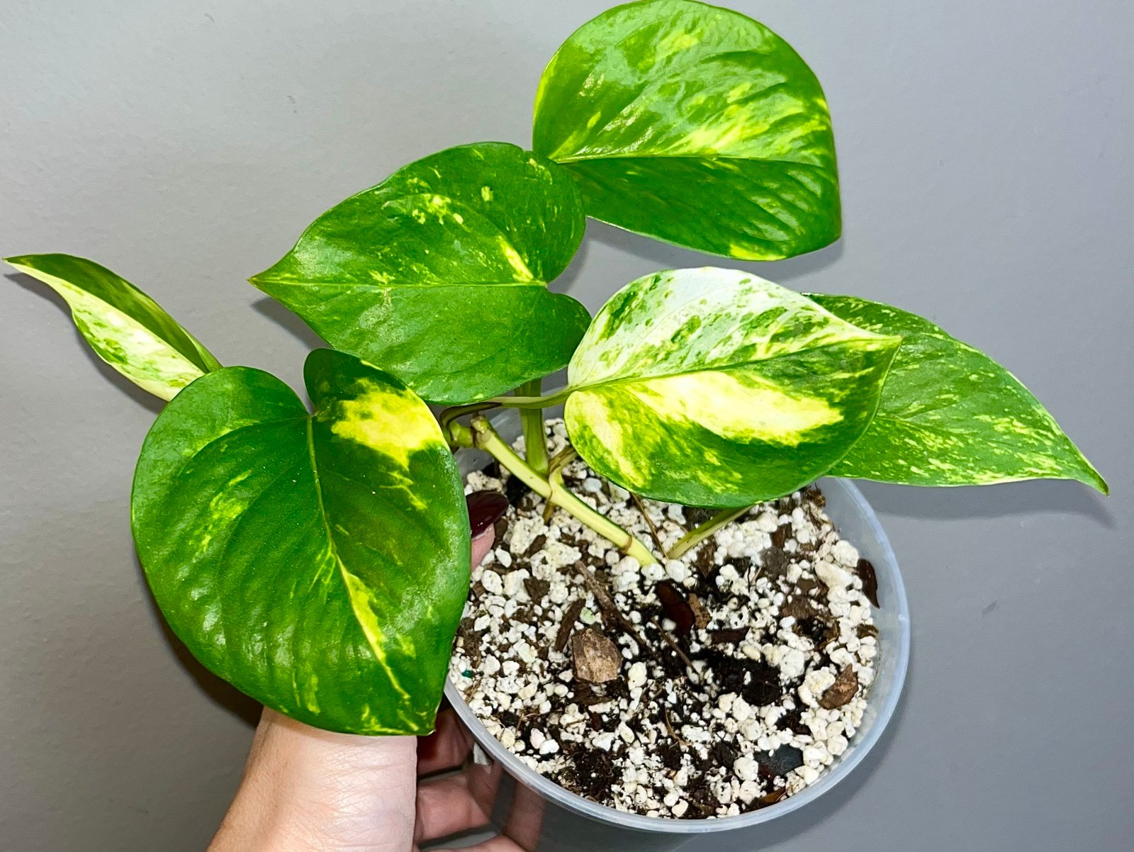 White sport golden pothos