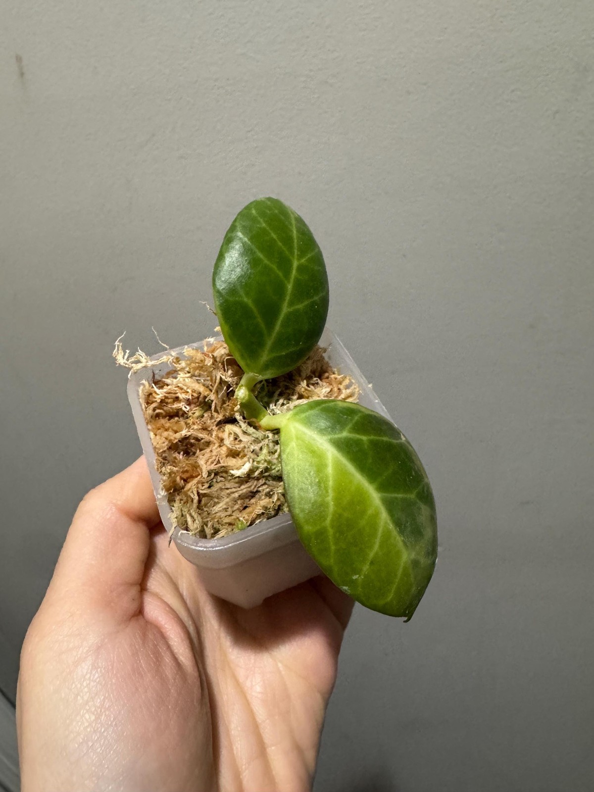 Variegated hoya obscura albomarginata cutting. exact plant fast shipping