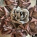 Handmade rose money bouquet