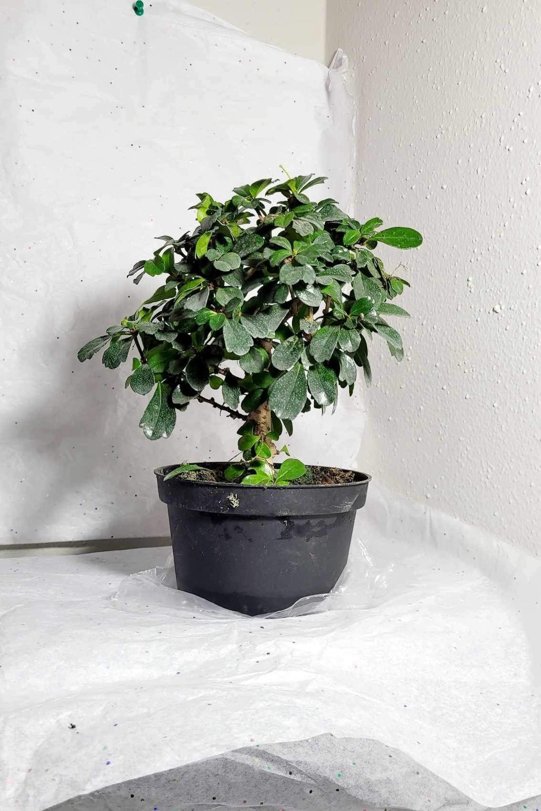 Ficus Retusa Fukien Tea Pre-Bonsai Tree with White Flowers –Indoor Plant