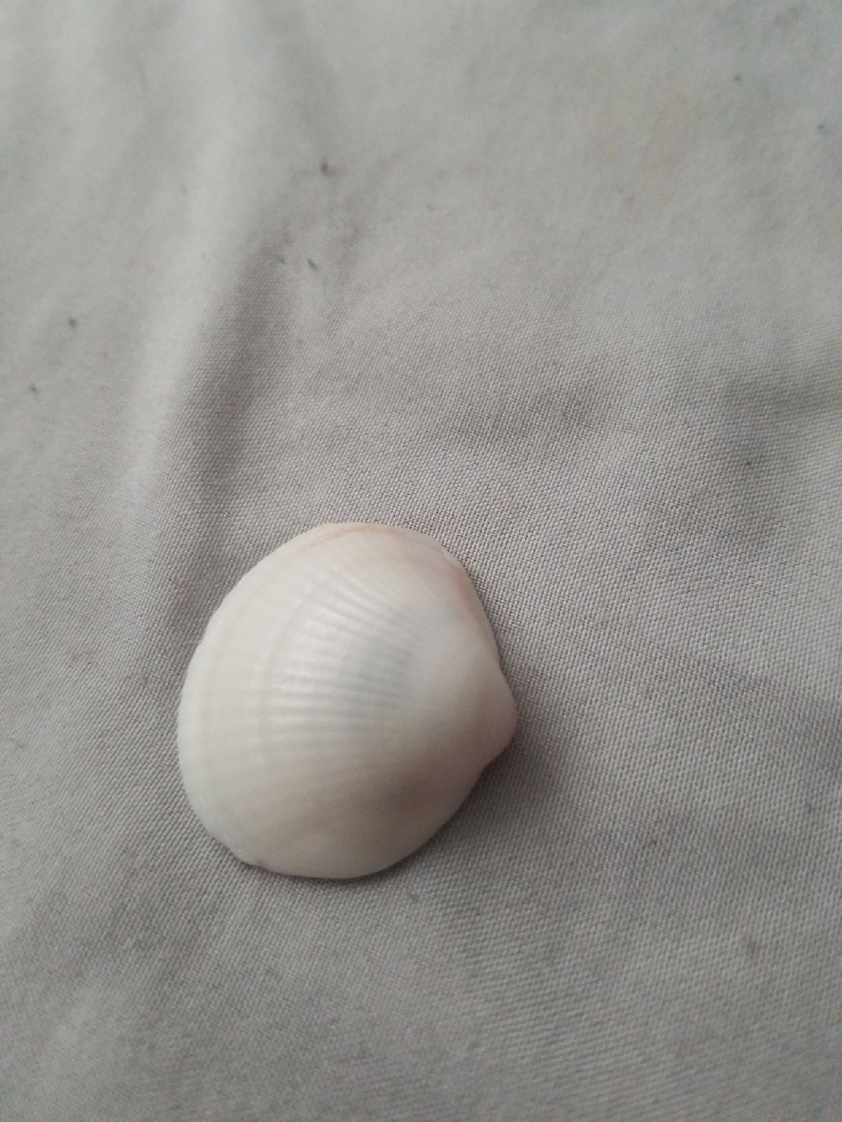 Sea shell