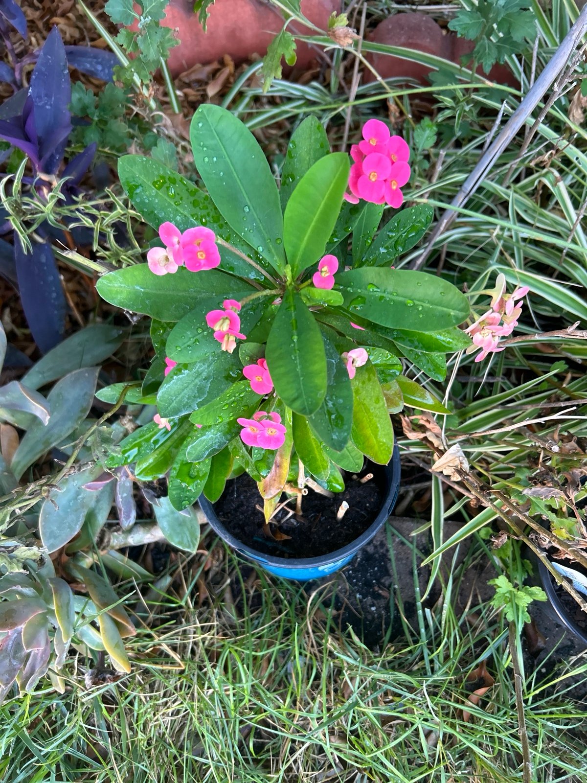 Kiss me quick thick big plant