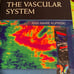 The vascular system