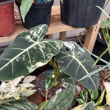 alocasia frydek variegated