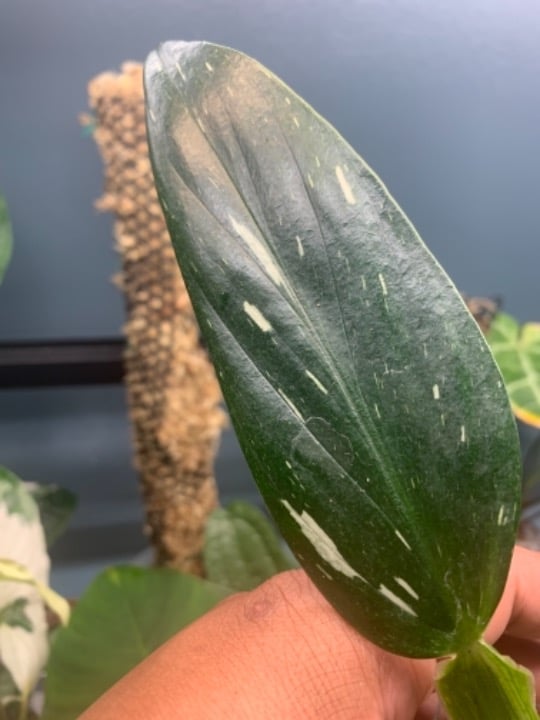 Monstera standlyana albo