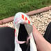 Adidas Adizero Reign Young King Cleats
