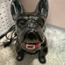 Scentsy French Bulldog Warmer