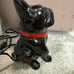 Scentsy French Bulldog Warmer