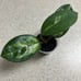 Beautiful Hoya Madara Green Edge 1
