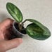 Beautiful Hoya Madara Green Edge 1