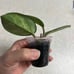 Beautiful Hoya Madara Green Edge 1