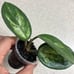 Beautiful Hoya Madara Green Edge 1