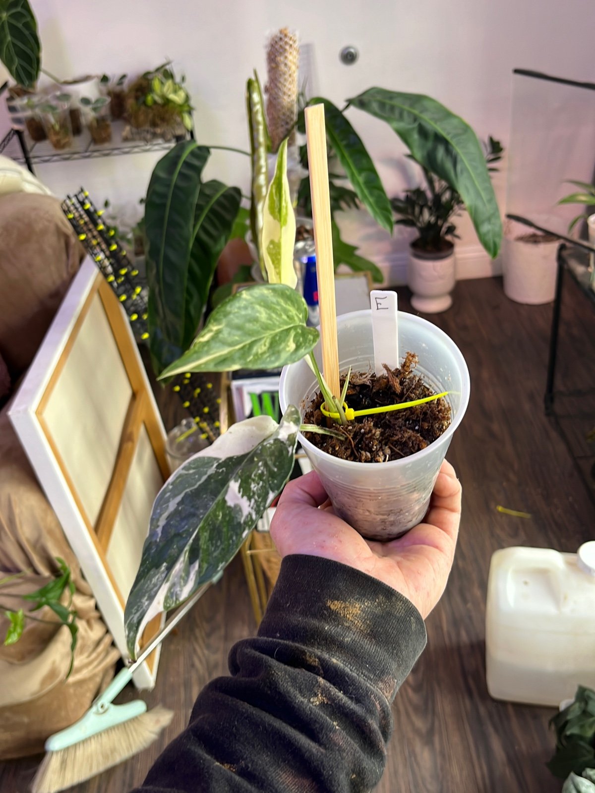 Epipremnum pinnatum albo variegated (E)