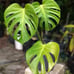 Monstera deliciosa Brazilian common form, slight leaf damage