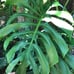 Monstera deliciosa Brazilian common form, slight leaf damage